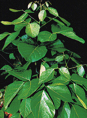 நோய் தீர்க்கும் ராசி மரங்கள் - 17: கடக ராசி - முருக்கன்; சிம்ம ராசி - பாதிரி