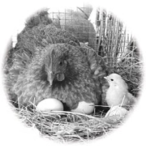 முதலில் வந்தது கோழிதான்: பிரிட்டிஷ் ஆய்வாளர்கள் நிரூபணம்