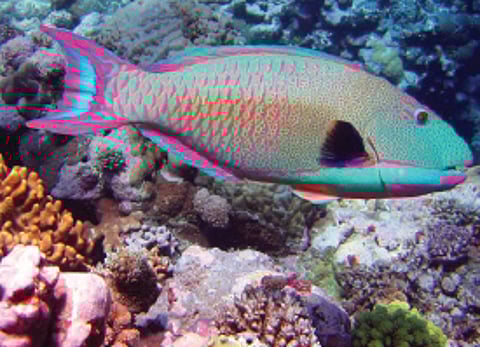 கிளி மீன்!