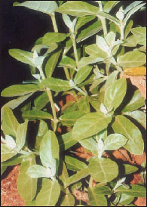 நோய்தீர்க்கும் ராசிமரங்கள்-45: திருவோண நட்சத்திரம் எருக்கு