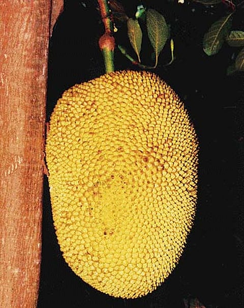 நோய் தீர்க்கும் ராசி மரங்கள் - 16: மிதுன ராசி - பலா மரம்