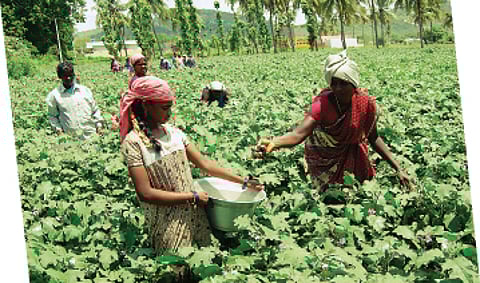 பூச்சித் தாக்குதல் வீழ்ச்சியை சந்திக்கும் தோட்டப்பயிர் விவசாயிகள்