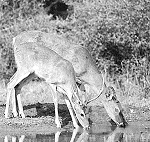 தமிழிலக்கியத்தில்-"உயிரி நேயம்'