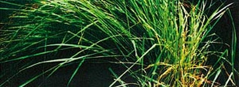 நோய் தீர்க்கும் ராசி மரங்கள் - 12: தர்ப்பைப் புல் - கேது கிரகம்