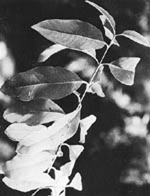 நோய் தீர்க்கும் ராசி மரங்கள் - 14: மேஷம் ராசி - சிவப்பு சந்தனம் மரம்