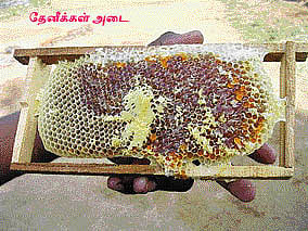 வளர்ப்பு: மலைத்"தேன்' இதுவென மலைத்தேன்!
