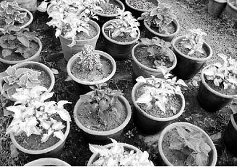 வனத்துறை நாற்றங்கால்களில் மரக்கன்றுகள் இல்லை