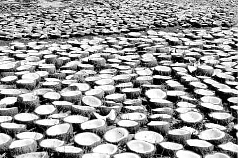 கேரளத்துக்கு இடம்பெயரும் தேங்காய் எண்ணெய் ஆலைகள்!