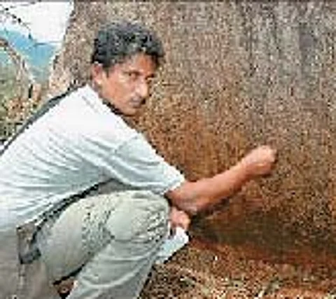 பறவைகளற்ற பாறை ஓவியங்கள்!