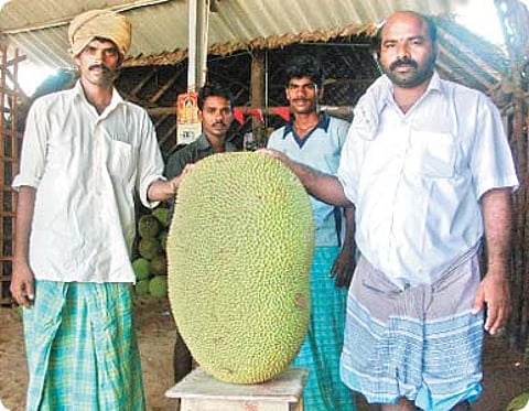 பண்ருட்டியில் பலாப்பழ வரத்து அதிகரிப்பு