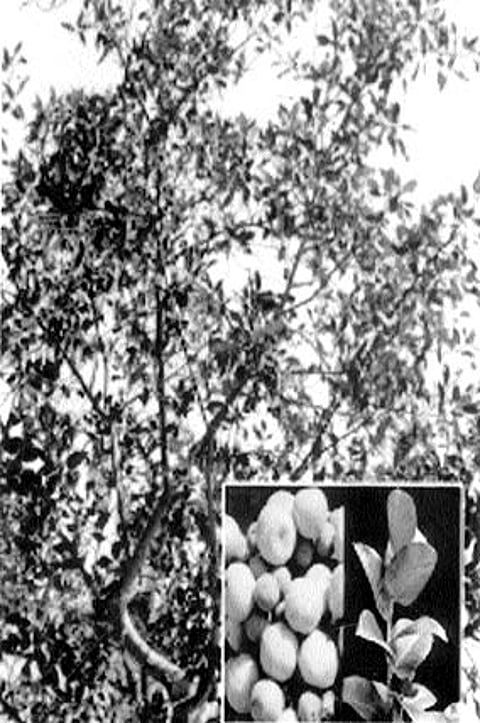 நோய் தீர்க்கும் ராசி மரங்கள் - 9: அத்திமரம்