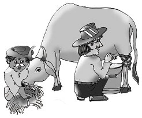 கால்நடை தீவனங்கள் விலை உயர்வால் பால் உற்பத்தியாளர்கள் தவிப்பு