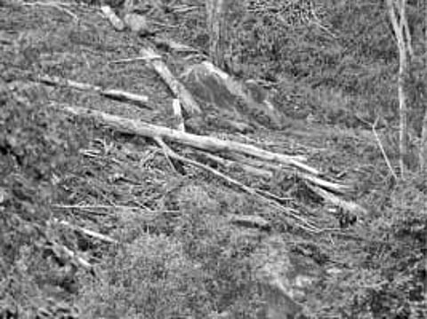 பைசன் பள்ளத்தாக்குப் பகுதியில் வெட்டப்படும் மரங்களால் சர்ச்சை! அனுமதி அளித்தது யார்?