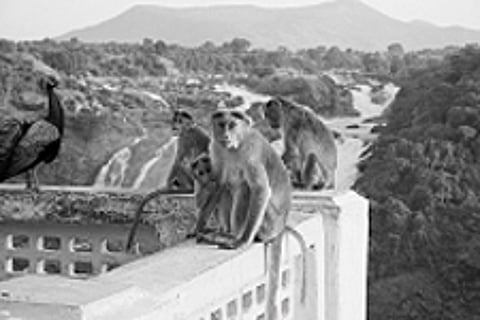 இயற்கையோடு இயைந்த வாழ்வு