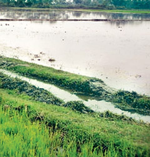 வயலுக்கு அழகு - "நல்ல வரப்பு'