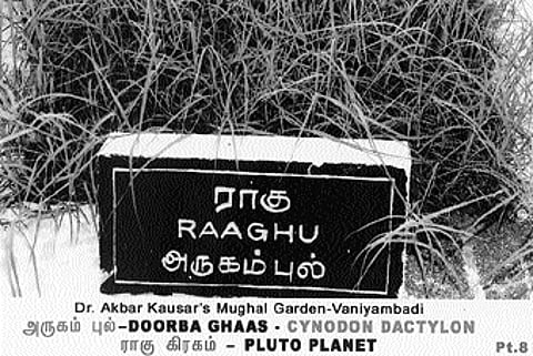 நோய் தீர்க்கும் ராசி மரங்கள் - 11: அருகம்புல் - ராகு கிரகம்
