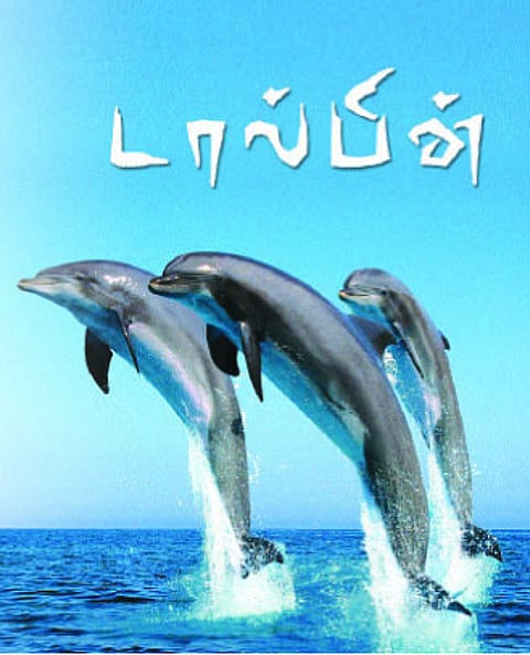 டால்பின்