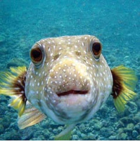 பலூன் மீன்: இப்படி இருக்கிற நான்...