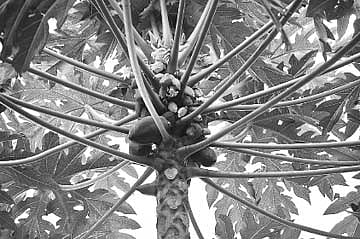 பயிரிடுவோம் பணம் தரும் பப்பாளி