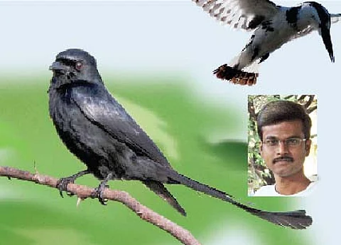 கொண்டலாத்திகளும் குக்குறுவான்களும்...
