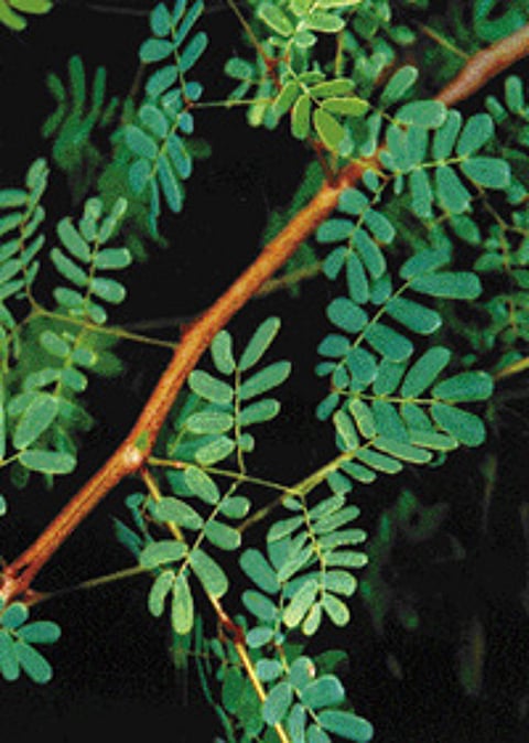 நோய் தீர்க்கும் ராசி மரங்கள் - 29: திருவாதிரை நட்சத்திரம் - செங்கருங்காலி மரம்