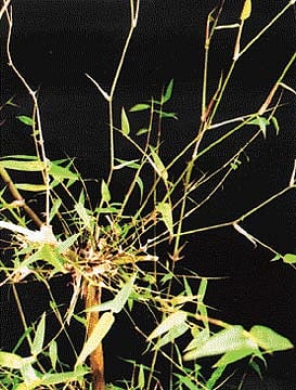 நோய் தீர்க்கும் ராசி மரங்கள் - 30: புனர்பூசம் நட்சத்திரம் - மூங்கில் மரம்