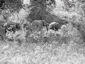 யானைகள் வழித்தடத்துக்கு 4,000 ஹெக்டேர்: விரைவில் உதகை வனத்துறை அறிவிக்கை