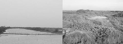 கவனம் பெறாத கழிமுகப் பகுதிகள்