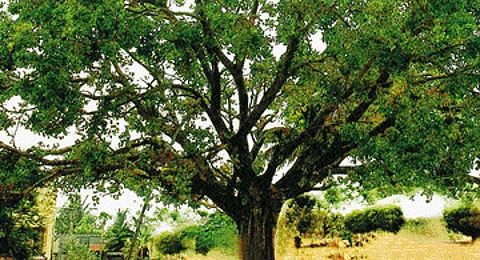 நோய் தீர்க்கும் ராசி மரங்கள் - 31: பூசம் நட்சத்திரம் - அரச மரம்