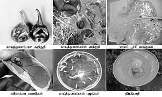 பூச்சிகள் இல்லாத நல்ல கத்தரிக்காய்...