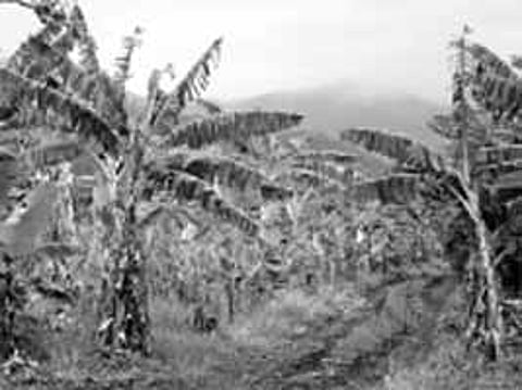 துல்லியப் பண்ணையில் வாழை விவசாயம்! ஹெக்டேருக்கு ரூ.3.50 லட்சம் வரை லாபம்