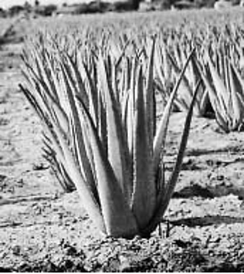 சோற்றுக்கற்றாழையால் பணமும் சேரும்