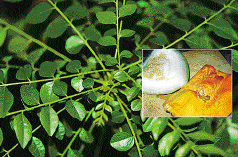 ஆயுள் காக்கும் ஆயுர்வேதம்: கரைந்து போகும் சிறுநீரகக் கற்கள்!