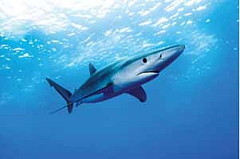 சுறா மீன்