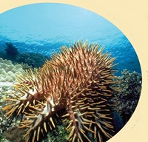 முள்கிரீட நட்சத்திர மீன்