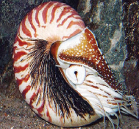 யானைக்கை சங்கு