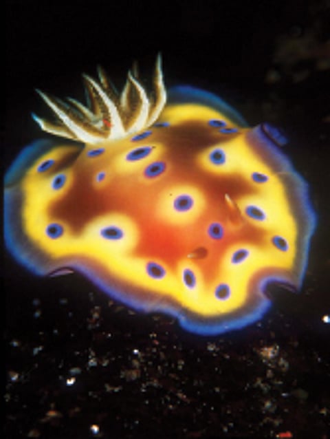 கடல் வண்ணப் புழு