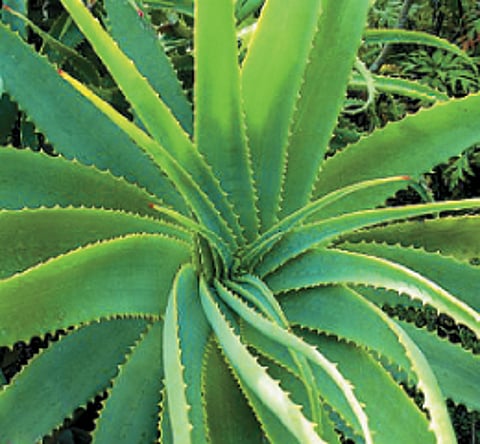 ஆயுள் காக்கும் ஆயுர்வேதம்: சூட்டைத் தணிக்கும் சோற்றுக் கற்றாழை!