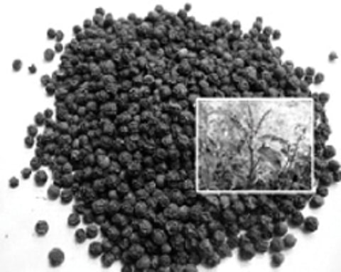 ஆயுள் காக்கும் ஆயுர்வேதம்: ஆயுர்வேத ஆன்டிபயாடிக்!