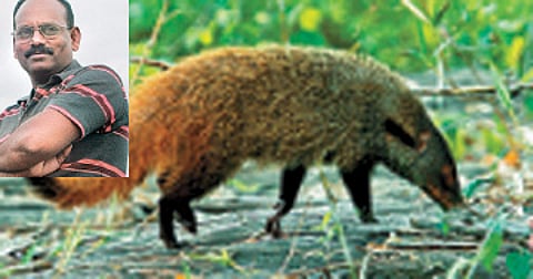 சுற்றுச்சூழல்: தூரிகைகளுக்காக அழிக்கப்படும் கீரிப்பிள்ளை!