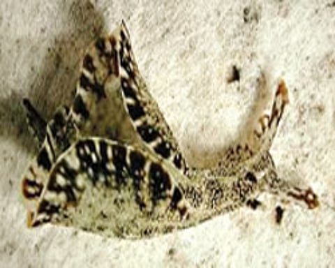 கடல் முயல்