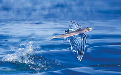 பறக்கும் மீன்!