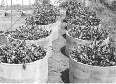 ஆகாயத் தாமரையை கட்டுப்படுத்துவது எப்படி?