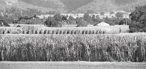 தொழிலாளர்கள் ஸ்டிரைக்: 1 லட்சம் ஏக்கர் கரும்பு வீணாகும் அபாயம்