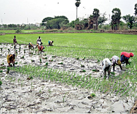 சம்பா சாகுபடிக்கு தண்ணீர் பற்றாக்குறை: கடலூர் மாவட்ட டெல்டா விவசாயிகள் பாதிப்பு