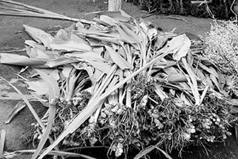 மஞ்சள் விலை வீழ்ச்சி விவசாயிகள் பாதிப்பு