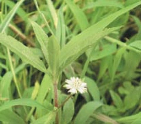 ஆயுள் காக்கும் ஆயுர்வேதம்: ஹார்மோன் சுரப்பிகளை இயற்கையாகத் தூண்டி விட..!