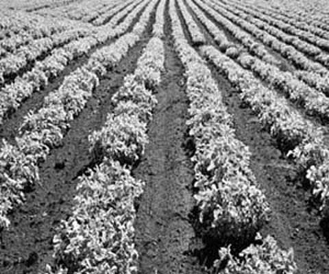 நிலக்கடலையில் விதை மேலாண்மை முறை