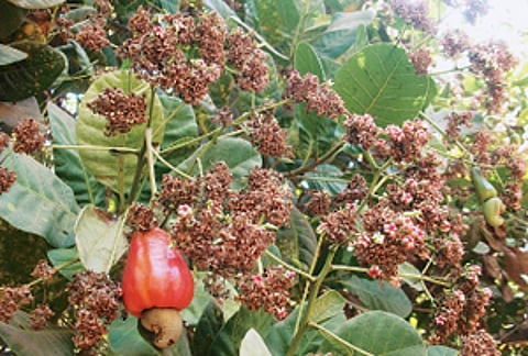 மழையை எதிர்நோக்கியுள்ள முந்திரி விவசாயிகள்