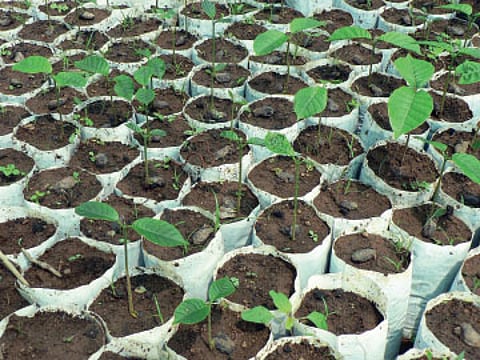 ஒரு மழைக்காட்டு விதையின் பயணம்!